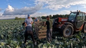 Капуста Ферро F1. #cabbage #агроном #капуста #овощи #seeds #поле #harvest #harvesting #урожай