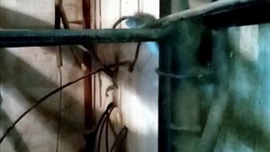 Обнаглевшие крысы в подвале жилого дома.