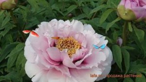 Пион древовидный Розовая пудра ? обзор: как сажать, саженцы пиона Розовая пудра
