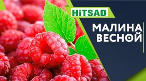 Уход за малиной весной ✔️  Чем подкормить малину весной