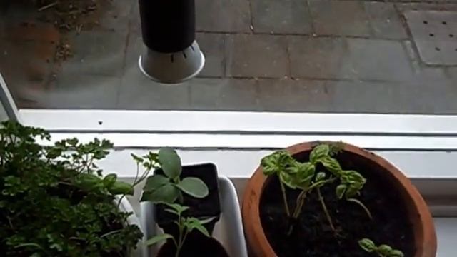 Эксперимент по выращиванию огурцов и помидоров на подоконнике зимой 2016-10-17 смотреть онлайн