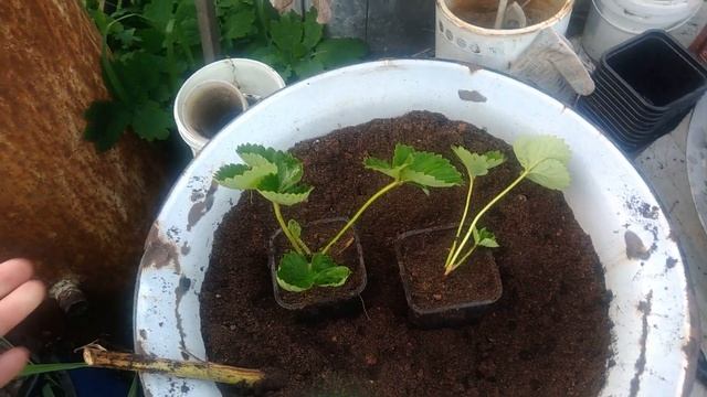 Размножение клубники усами.Быстрый способ посадки клубники