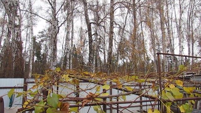 6 ноября 2022 года. Простая осенняя обрезка куста винограда неукрывной формы сорта Изабелла!