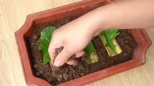 Как Укоренить листья ГЕРБЕРЫ/ЛАЙФХАК