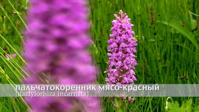 пальчатокоренник мясо красный смотреть онлайн