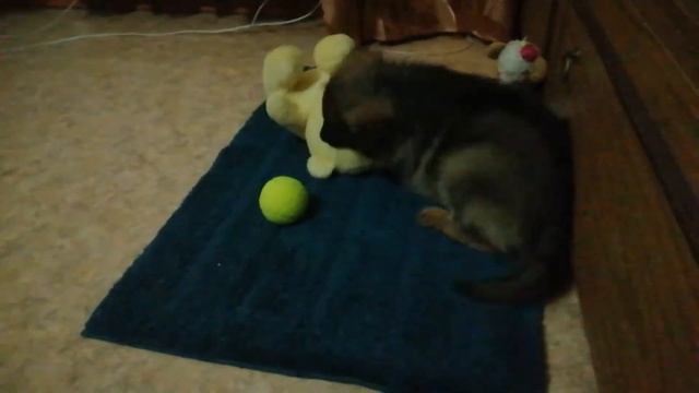 Купили щенка немецкой овчарки, первый день в новом доме смотреть онлайн