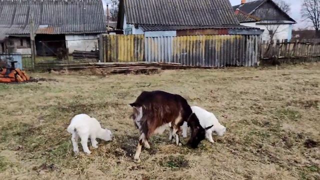 Первые удои нашей козы. Блинчики на козьем молоке. Субботник на участке. смотреть онлайн