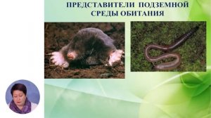 Познание мира, 3-й класс, Подземная среда обитания