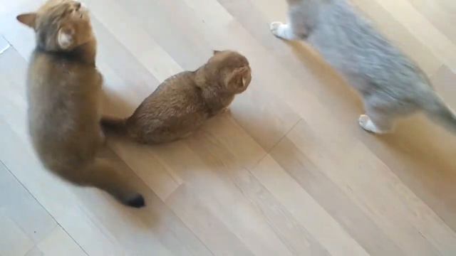 Золотые котята