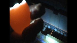 Овоскопирование куриных яиц(6 сутки)