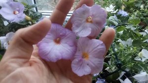 Сравнение Ахименеса Ever, Big Weiss, Fontan Blue