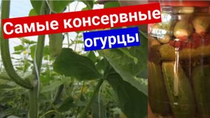 Топ самых консервных огурцов. Хруст у баночных огурчиков будет самый аппетитный!