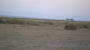 Кения\Африка\сафари\Амбосели\эпизод 5 \\ Kenya\Africa\Safari\Amboseli national park\Episode 5