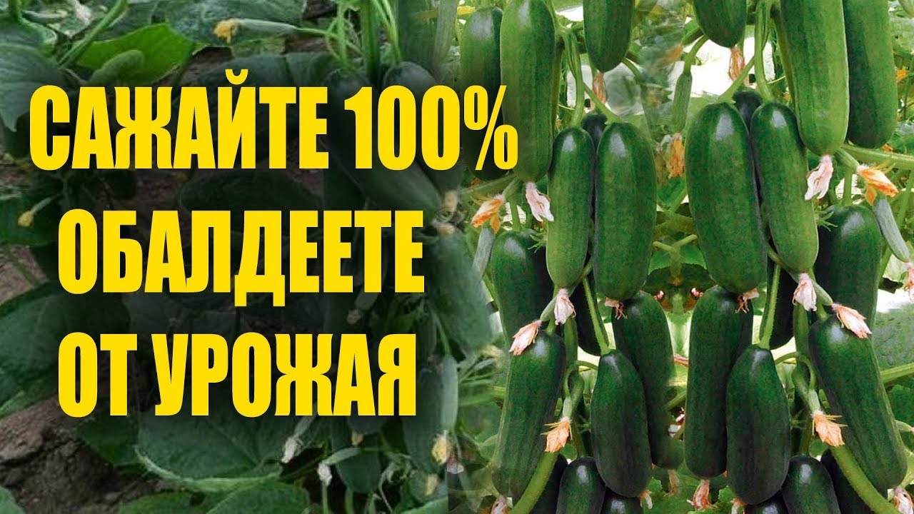 МЕГАУРОЖАЙНЫЕ огурцы, вы просто ОБЯЗАНЫ посадить их на своем участке.