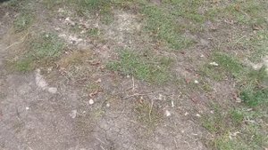 как правильно побилить в свинарнеке .#побелка_свинарника.