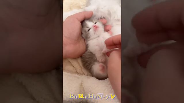 котики и милые котята