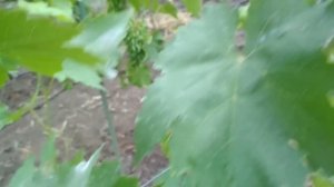 Это не болезнь - это Солнечный ожог на ягодах  .