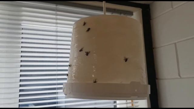 Эффективная ловушка для мух Sticky Trap смотреть онлайн