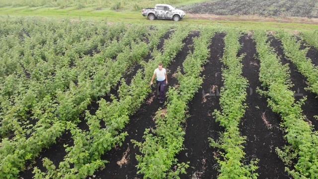 Саженцы с открытой корневой. смотреть онлайн