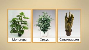 Комнатные растения. Видеоурок по окружающему миру 2  класс