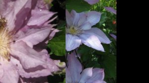 Клематис Мария Склодовская-Кюри(clematis Maria Skłodowska Curie и клематис Иветт Хаури(Yvette Houry