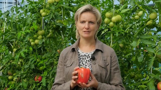 Как выбрать перец для приусадебного участка смотреть онлайн