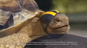 Музыка из рекламы Билайн + Alcatel - Черепаха (Россия) (2014)
