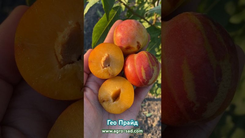 На Кубани первое плодоношение плуота Гео Прайд