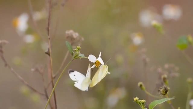 Расслабляющая Музыка с Пением Птиц Романтическая Музыка на Гитаре смотреть онлайн