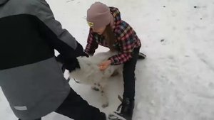 ОЗАБОЧЕННАЯ СОБАКА 18+