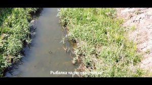 Рыбалка на рисовых чеках