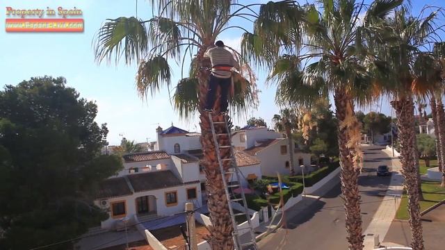 Уход за пальмами в Испании, обрезка листьев каждый год смотреть онлайн