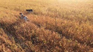 Охота на перепела с легавыми (Английский пойнтер)