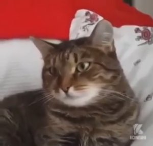 Кот офигел