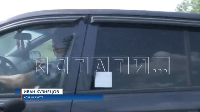 Кучи навоза высотой с дом выросли в садовом товариществе благодаря фермеру-нелегалу
