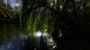 Тютчев   Что ты клонишь над водами