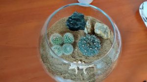 Флорариум Пустыня. Создаём пустыню с кактусами и суккулентами. Florarium desert #флорариум #кактусы