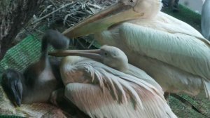 Пеликаны и птенцы