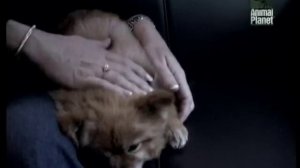 Всё о породе. Померанский шпиц. Всё о собаках!