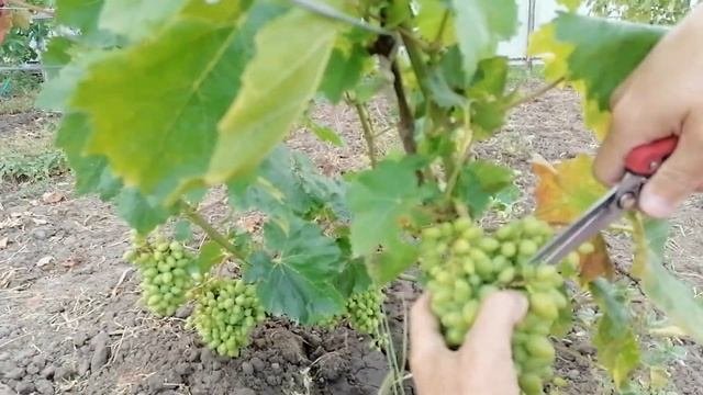 Уход за виноградом летом. Прореживание кистей. Для чего?!