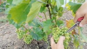 Уход за виноградом летом. Прореживание кистей. Для чего?!