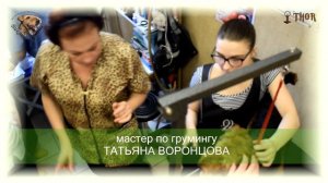 Стриппинг жесткошёрстных собак - мастер-класс - THOR - МиШГ ВИКОНТ