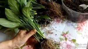 СПАТИФИЛЛУМ РАЗМНОЖЕНИЕ. ДЕЛЕНИЕ КУСТА. Дождалась!)