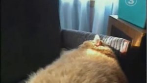 Самый большой кот в мире вес более 40кг !!!