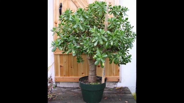 Это растение ничем не уступает АЛОЭ (Денежное дерево) смотреть онлайн