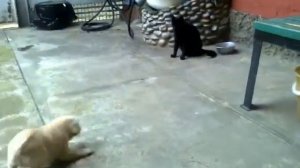 Лето 2013 щенок лает на кошку и падает