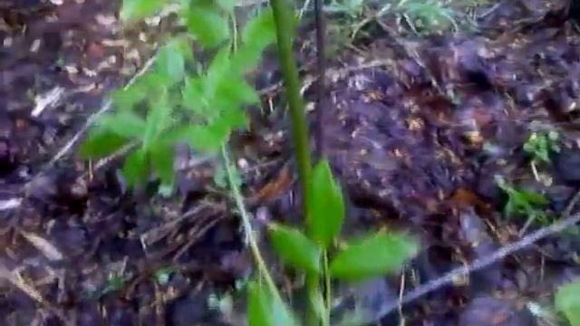 надежная петля на бобра смотреть онлайн