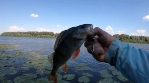 ПЕРВОЕ ЗНАКОМСТВО С ТЕЙЛ-СПИННЕРОМ UF Studio  Hurricane.РЫБАЛКА НА СПИННИНГ НА ОКЕ.