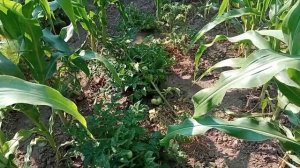 Помидоры в междурядье кукурузы