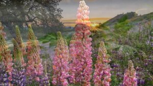 НАЕДИНЕ С СОБОЙ / Божественная музыка для души ~ Эдгар Туниянц /ALLEINE mit MIR  ~ Edgar Tuniyants